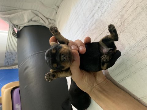 1 erkek 1 dişi rezerveye açık yorkshire terrier