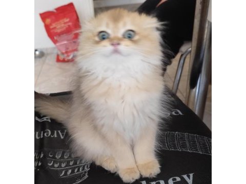 Ny11 golden british longhair yavru