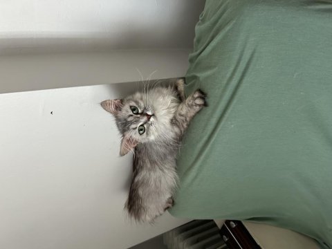 İran kedisi iki yaşında