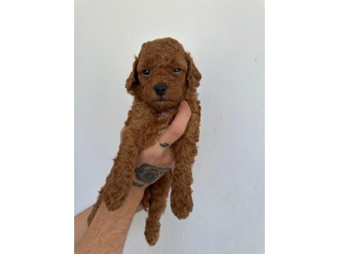 Toy poodle köpeği