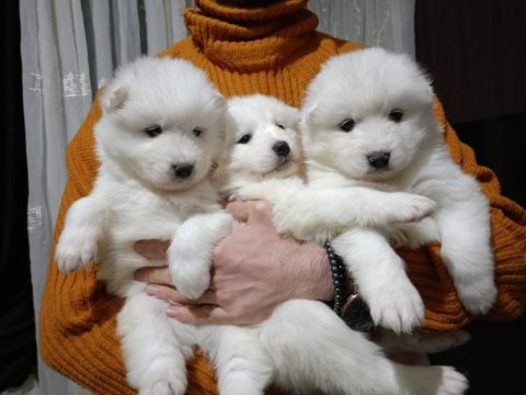 Safkan samoyed
