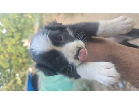 Safkan saĝlıklı border collie bebekler