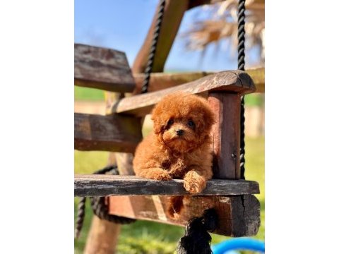 Oyuncak ayıcık görünümlü red poodle yavrularımız 