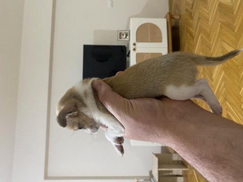 45 günlük minyatür pinscher