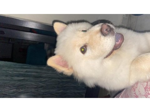 4 aylık chow chow yavrumuzu sahiplendirmek istiyorum
