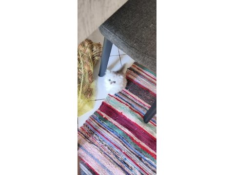 14 haziran doğumlu british longhair