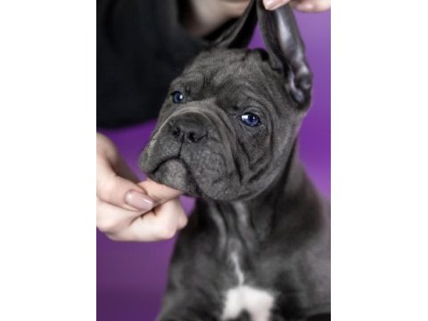 2 aylık safkan cane corso yavrularım