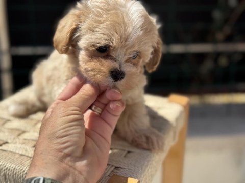 Petmode köpek çiftliğinde ziyarete açık kore maltipoo