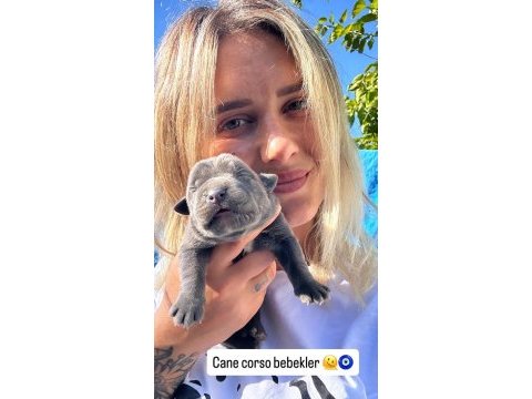 Dev cane corso yavruları