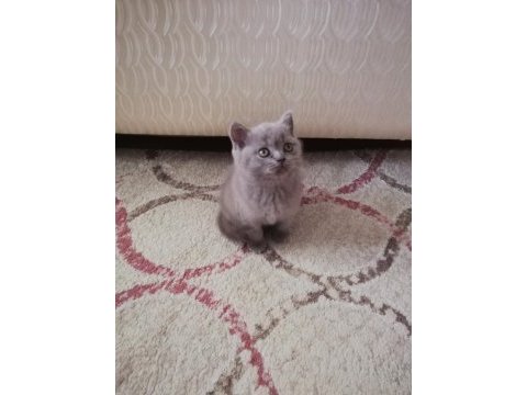 Safkan yavrular british shorthair