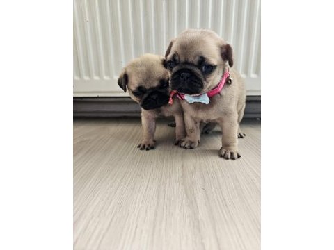 Pug mops yavrularımız