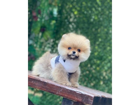 Pomeranian boo köpeği
