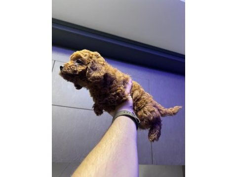 Kore 56 günlük toy poodle dişi ve erkek yuva arıyor