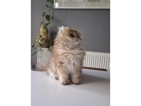 British longhair golden yavrumuz full şecereli