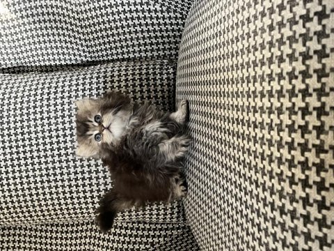 British longhair özel renk