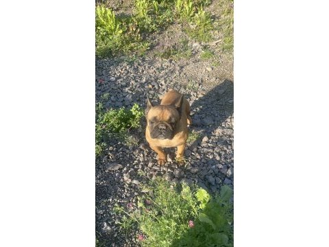 Fransız bulldog dişi
