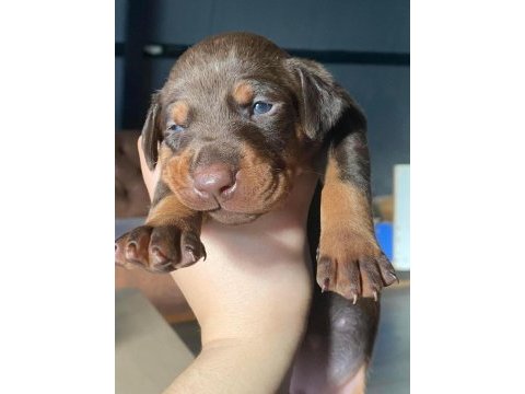 Europa doberman bebekler