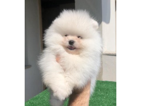 2.5 aylık erkek üst kalite pomeranian boo yavrular