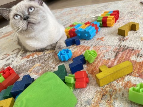 7 aylık bluepoint dişi british shorthair