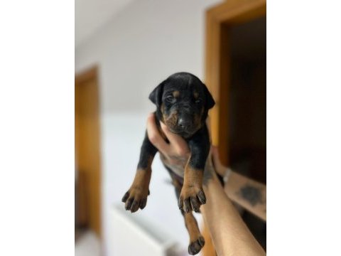 Farklı olmak isteyene doğru adres blue doberman yavrular