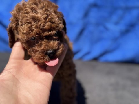 Ankaranın en özel toy poodle yavruları 