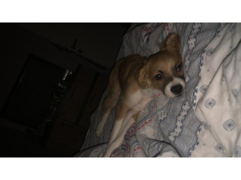 8 aylık köpeğimiz acil sahiplenme