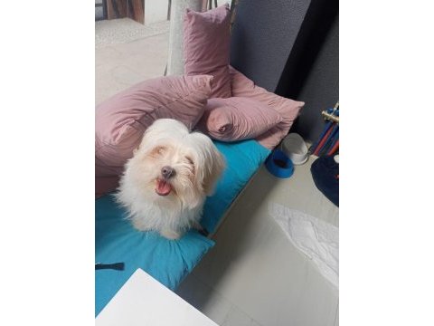 Maltese terrier bakımlı kimlikli aşıları tam