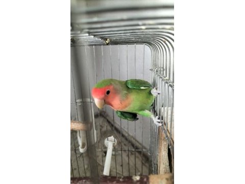 Damızlık erkek sevda papağanı