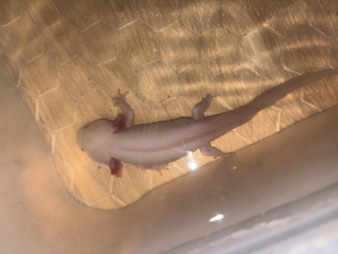 Axolotl her şeyi ile