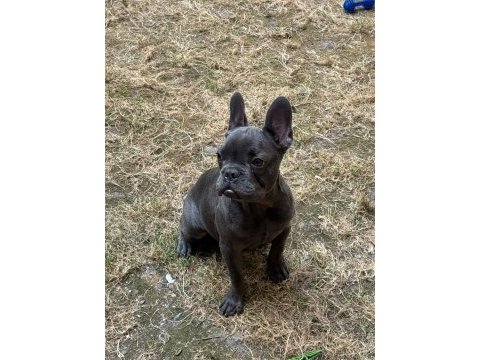 French bulldog safkan blue fransız bulldog safkan blue