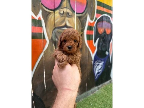 Anatomi harikasi poodle bebekler