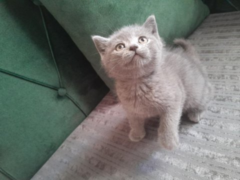 Acil sahiplendirilecek kedimiz 2 aylık eğitimli
