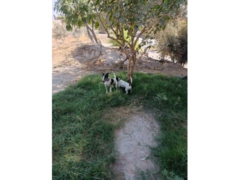 Üst düzey bir yaşında dişi 3 yaşında erkek köpeğimiz