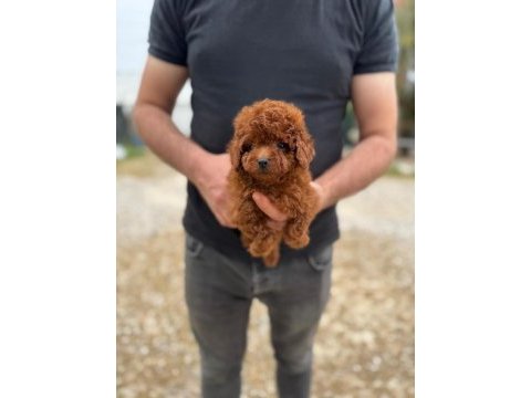 Kore kan bebek yüzlü poodle cinsi yavrularım