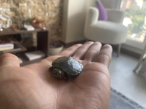 Evinizin tembel üyesi kırmızı yanaklı kaplumbağa
