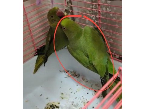 Pakistan papağanı 7 aylık
