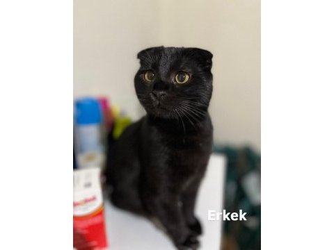 Scottish fold acil yuva aranıyor ücretsizdir