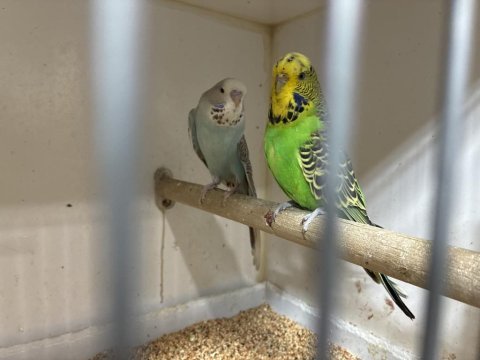 Yeni yeme düşmüş jumbo muhabbet kuşu yavrusu