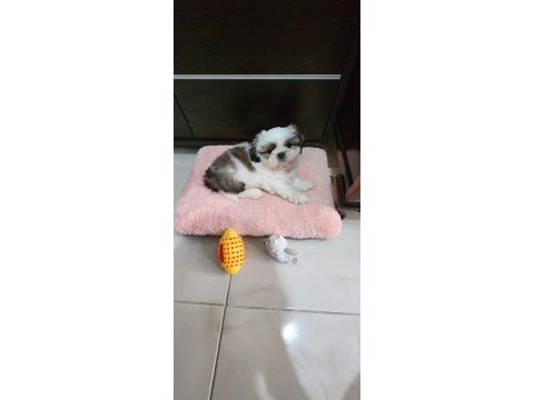 4 aylık shih tzu dobby yeni yuvasını arıyor