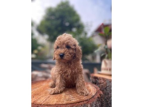 Sağlık garantili karma aşıları yapılmış yavrular toy poodle