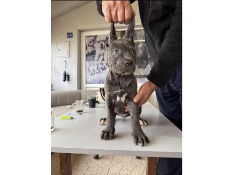 Ruhsatlı çiftlikten a kalite cane corso