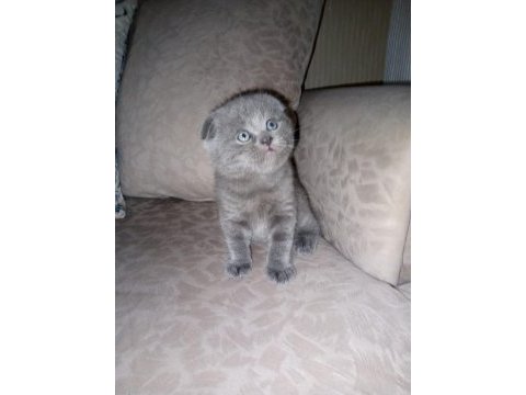 Ev ortamında büyüyen scottish fold yavrum