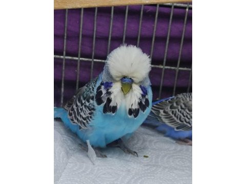 Show jumbo muhabbet kuşu