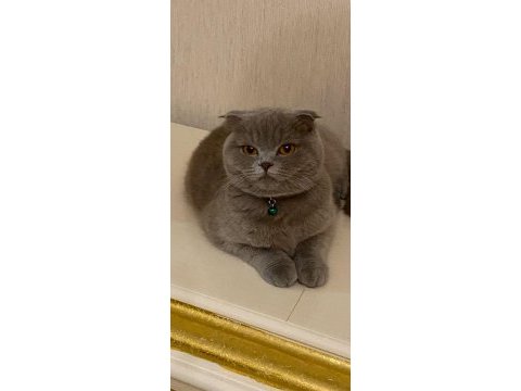 Ücretsiz cins kedimiz için açıklamayı okumadan yazmayın