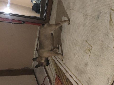3.5 aylık french bulldog