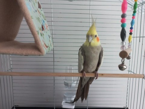 Bebek konuşkan sultan papağanı
