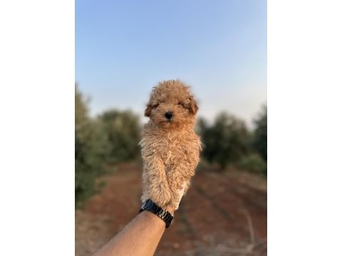 Renk renk toy poodle yavrularımız 