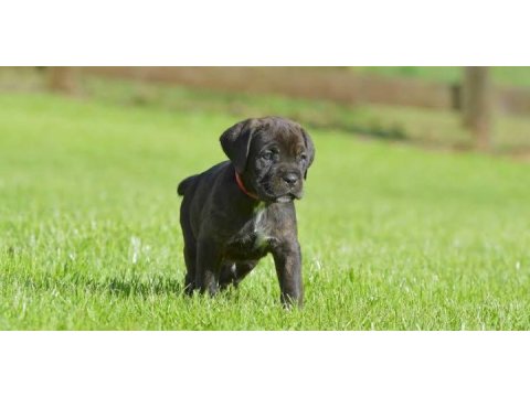 A scrli anne babadan cane corso yavrular kapıda ödeme