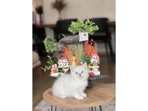 Silver point sevecen british shorthair yavrum