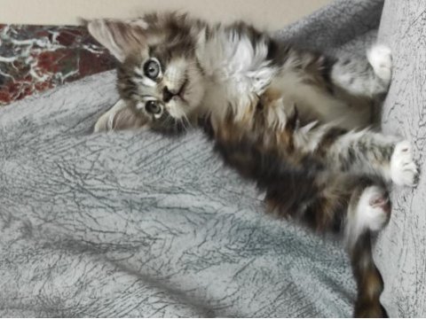 Gift of kings cattery maine coon yavrular